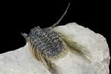 Spiny Leonaspsis Trilobite - Excellent Detail #89298-6